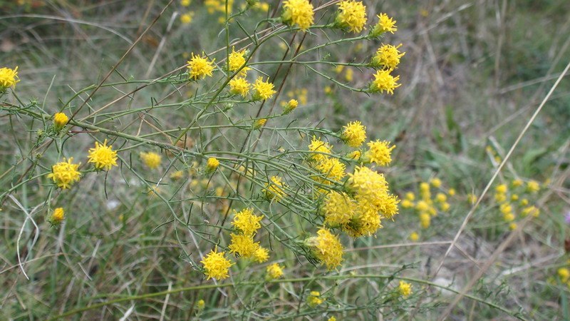 Galatella linosyris